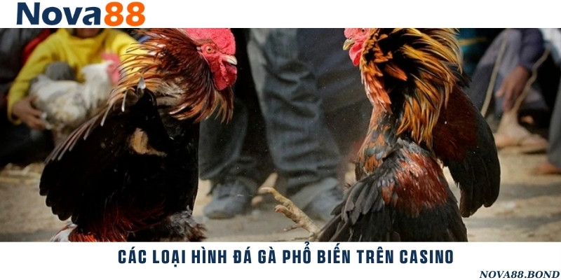 Tổng hợp những hình thức chơi đá gà thú vị trên casino