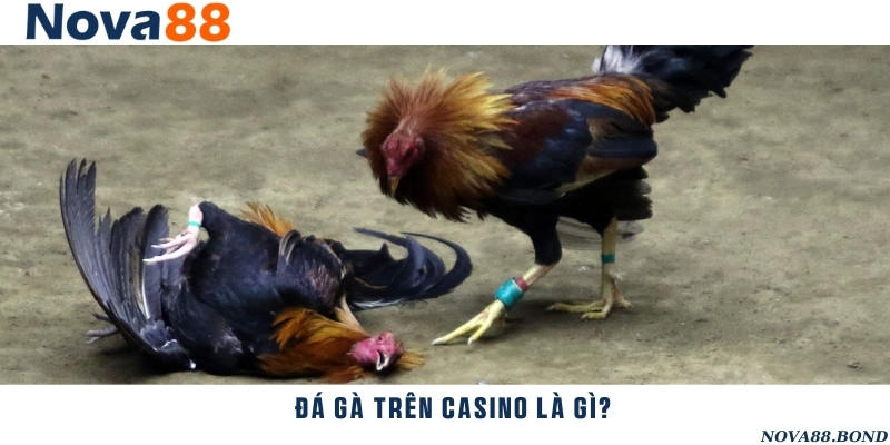 Đá gà casino ngày càng được ưa chuộng nhờ vào tính tiện lợi