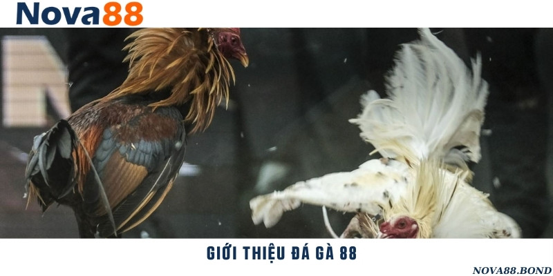 Khám phá nền tảng chơi đá gà online hot nhất nhà cái Nova88