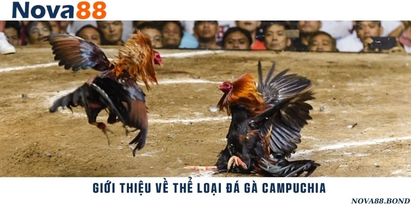 Khám phá hình thức chọi gà Campuchia hoàn toàn hợp pháp