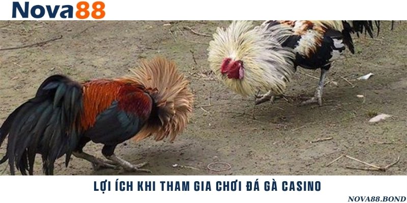 Thế mạnh nổi bật giúp đá gà casino lôi cuốn được nhiều người trải nghiệm