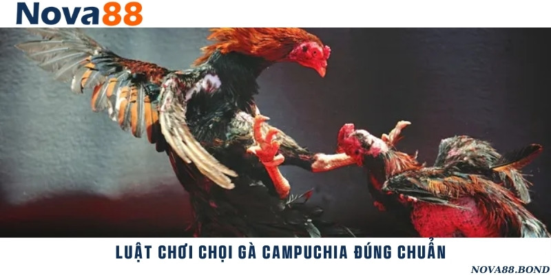 Chi tiết bộ quy tắc chơi chọi gà Campuchia mới nhất