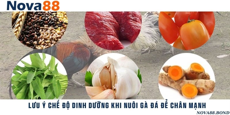 Đảm bảo chế độ dinh dưỡng hợp lý cho chiến kê trong suốt thời gian nuôi