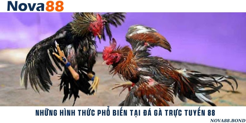 Các hình thức chơi đá gà thường gặp vô cùng kịch tính