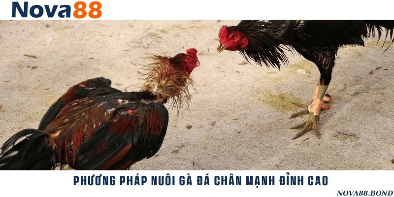 Tổng hợp những phương thức nuôi gà đá để chân mạnh, có lực đá khỏe