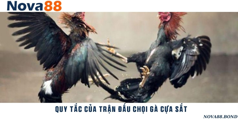 Quy tắc cụ thể của một trận đá gà theo hình thức cựa sắt