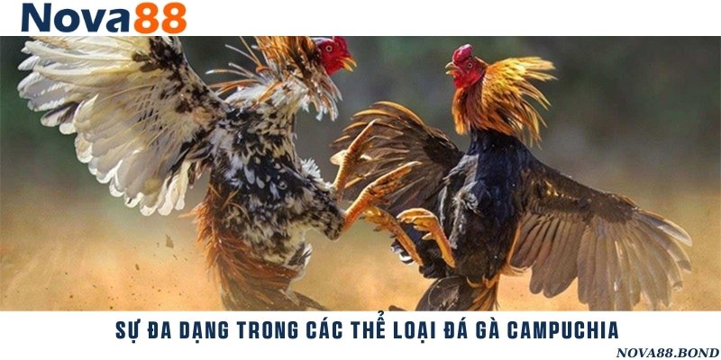 Các loại gà và hình thức đá gà thường gặp ở trường đấu Campuchia