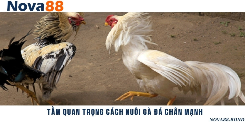 Lợi ích khi sử dụng các phương pháp nuôi gà đá chân mạnh hiệu quả