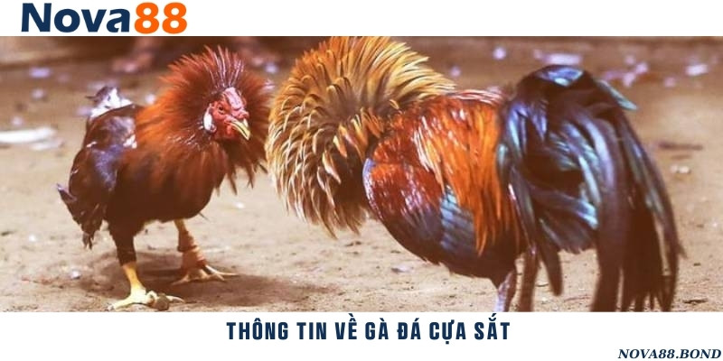 Chiến kê tham gia chọi gà cựa sắt sẽ được gắn thêm vũ khí bằng sắt vào cựa