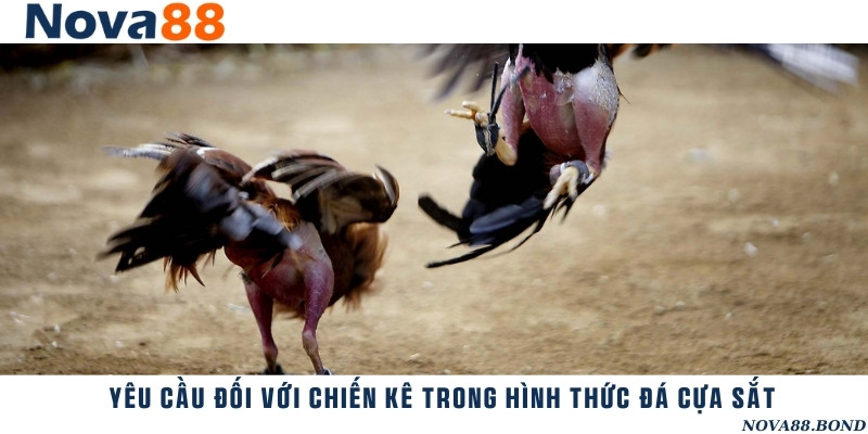 Yêu cầu để chiến kê có thể tham gia đá cựa sắt